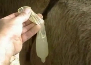Collecting fresh semen of a hot animal