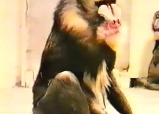 Sexy monkey playing with a small dick