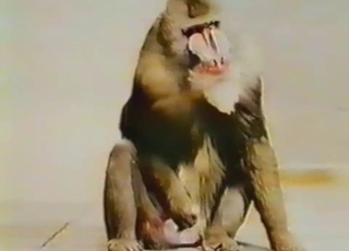 Sexy monkey playing with a small dick