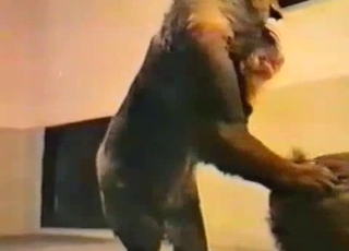 Sexy monkey playing with a small dick