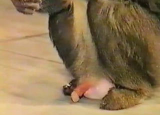 Sexy monkey playing with a small dick