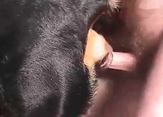 Sweet doggy anus fucked so hard