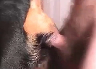 Sweet doggy anus fucked so hard