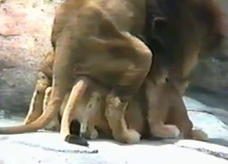 Watch how animal fucking a real zoophile
