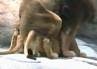 Watch how animal fucking a real zoophile