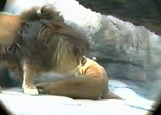 Watch how animal fucking a real zoophile