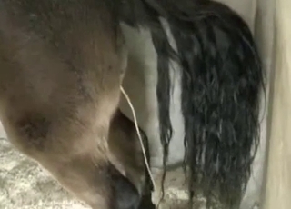 Good-looking homemade sex with my animal
