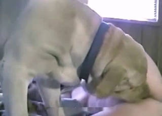Trained animal fucking nicely in animal porn XXX