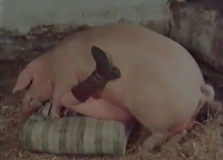 Good farm bestiality action with my wife
