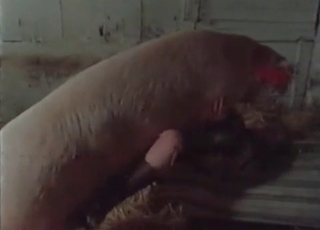 Good farm bestiality action with my wife
