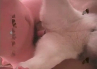 Sexy doggy fucked hard in cowgirl pose