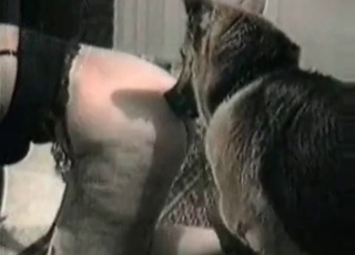 Amazing shepherd trained to fuck her ass