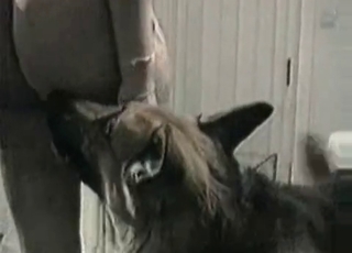Amazing shepherd trained to fuck her ass