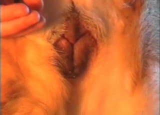 Fucking dog ass in hardcore mode