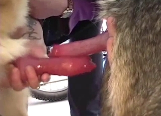 Amazing doggy licking it's own dick