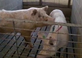 Good farm animals having amazing bestiality XXX