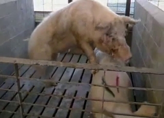 Good farm animals having amazing bestiality XXX