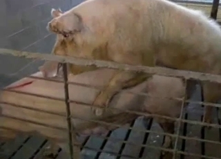 Good farm animals having amazing bestiality XXX