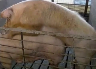 Good farm animals having amazing bestiality XXX