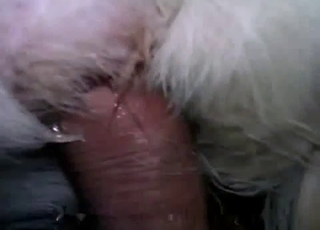 Fucking white dog ass in hardcore mode