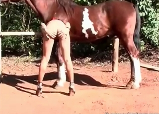 Big brown stallion and slender zoophile