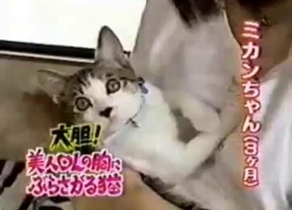Cute kitty in amazing Japanese bestiality XXX