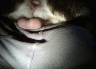 Cute dog licking my dick with love