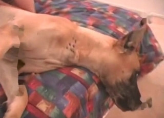 Amazing doggy drilled in missionary pose