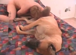 Amazing doggy drilled in missionary pose