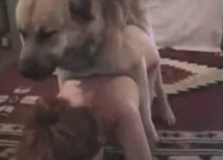 Worth to see sex of a human and animal