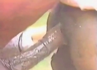 Stunningly nasty amateur bestiality porn