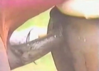 Stunningly nasty amateur bestiality porn