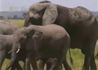 Animal nicely fucked in amateur bestiality