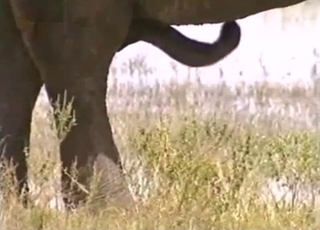 Animal nicely fucked in amateur bestiality