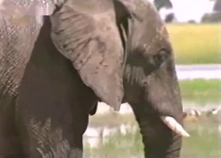Animal nicely fucked in amateur bestiality