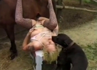 Sexy big stallion fucking her wet vagina