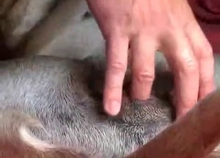 Playing with small anus of my sexy doggy