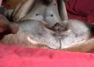 Playing with small anus of my sexy doggy