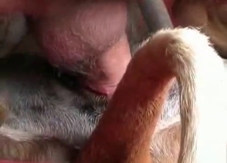 Playing with small anus of my sexy doggy