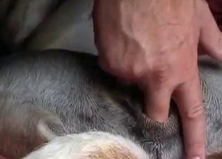 Playing with small anus of my sexy doggy