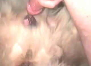 Fucking white dog anus in missionary pose