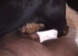 Doggie in amazing amateur bestiality XXX