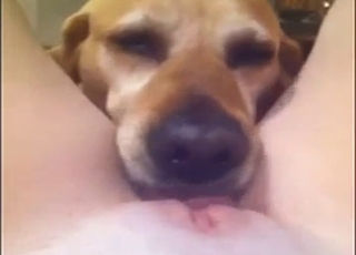 Hound eating my wide-opened vagina in POV
