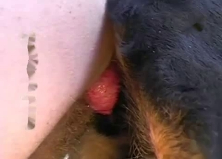 Amazing anal sex action with my hubby and dog
