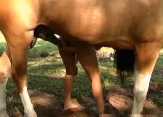 Sweet stallion and big-bottomed zoophile