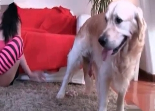 Crazy animal fucking like insane in zoo XXX