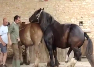 Feel free to enjoy dirty bestiality porn