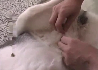 Crazy to see such dirty bestiality XXX