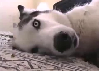 Crazy to see such dirty bestiality XXX