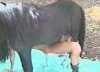 Dirty stallion is getting nicely pleased
